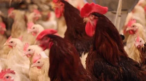 Rooster in a Chicken Farm Stock Footage 9741008