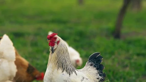 Rooster with chicken Stock Footage 75578318