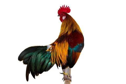 Rooster chicken  isolate whitebackground withclippingpath. Stock Photos
