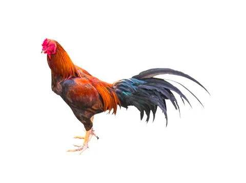 Rooster chicken isolated Stock Photos