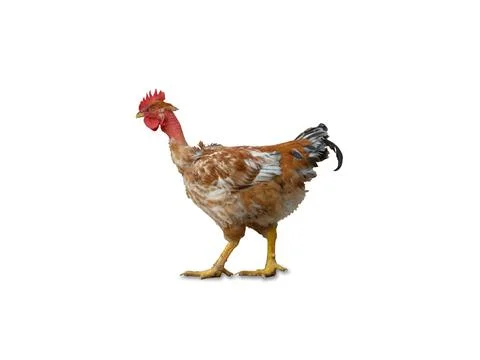 Rooster Chicken Stock Photos