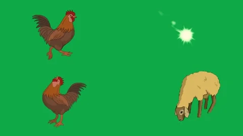 Rooster Chicken Sheep Spark 2d animated cartoon character on green screen High Stock Footage 334703656