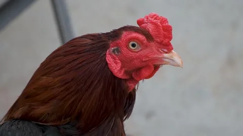 Rooster chicken side pose. Beautiful red roosters chicken. 스톡 동영상 254908523