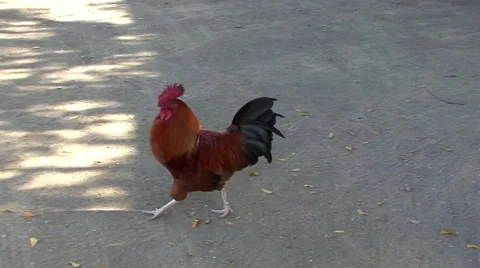 Rooster Chicken Walking Around Yard 스톡 동영상 50357522