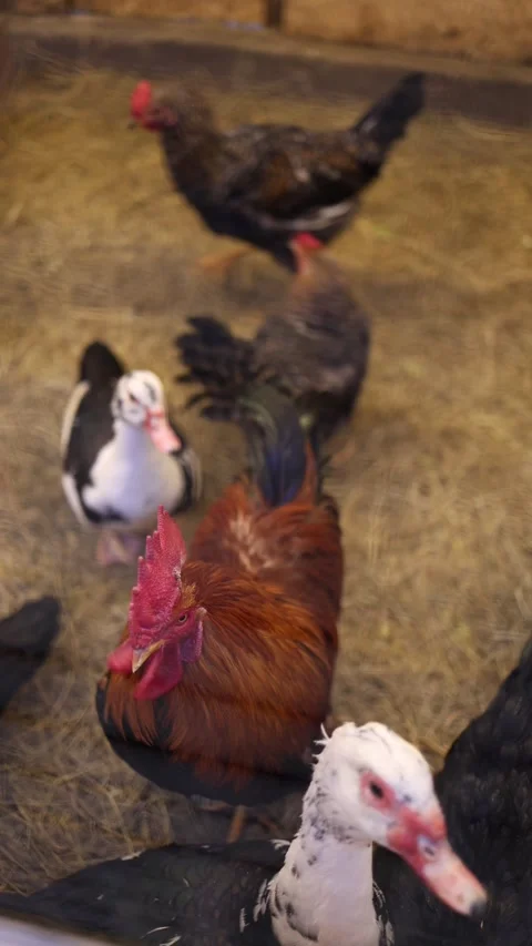 Rooster with chickens and ducks Stock Footage 331023687