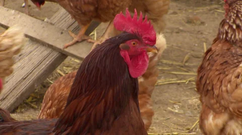 Rooster with Chickens Stock Footage 27510929