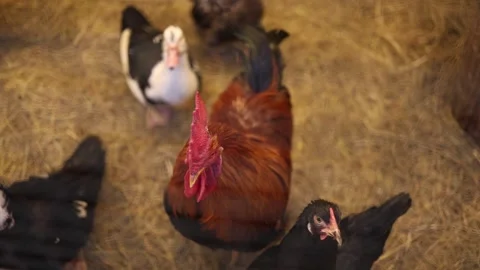 Rooster with chickens Stock Footage 331199757