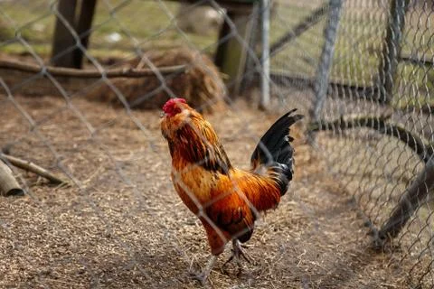 Rooster with chickens Stock Photos