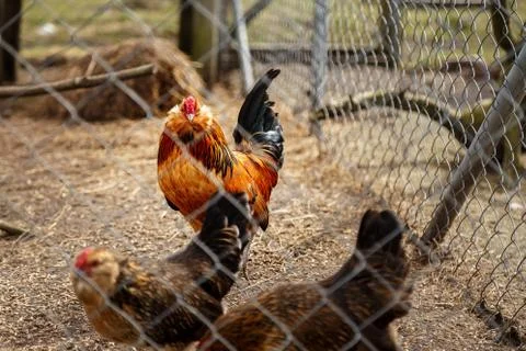 Rooster with chickens Stock Photos