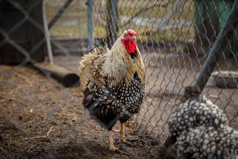 Rooster with chickens Stock Photos