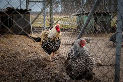 Rooster with chickens Stock Photos
