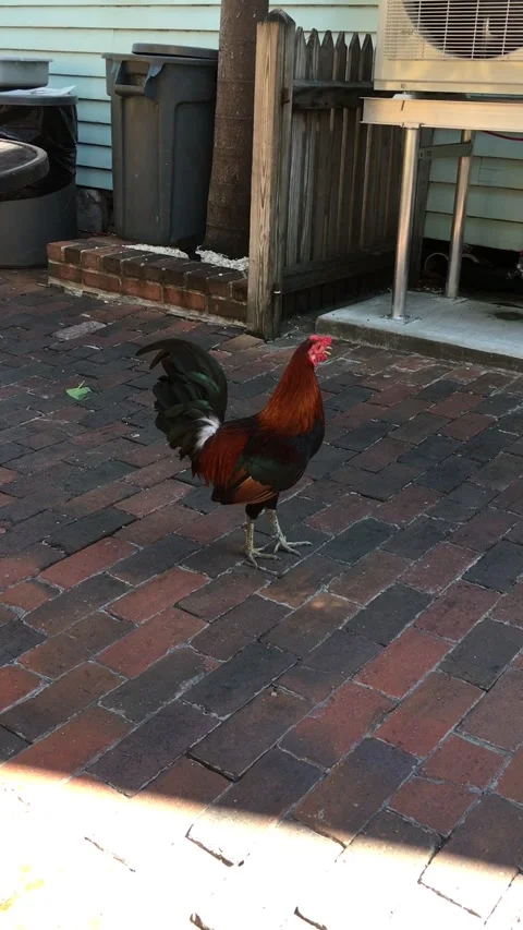 Rooster on a city street Stock Footage 134899101