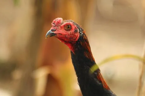 Rooster close-up facing left side Stock Photos
