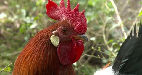 Rooster close up. Stock-Footage 87963332