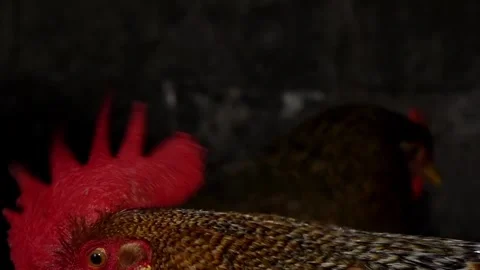 Rooster close-up Stock-Footage 258945907