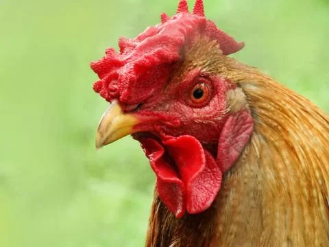 Rooster close-up head and beak Stock Photos