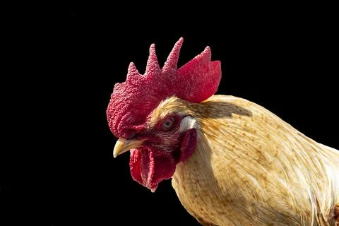 Rooster. Close-up. Isolated on dark background. Toning added. Stock Photos