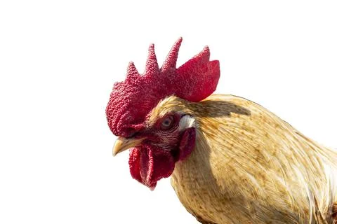 Rooster. Close-up. Isolated on white background. Toning added. Stock Photos