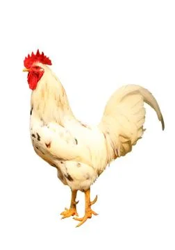 Rooster close up isolated on white Stock Photos