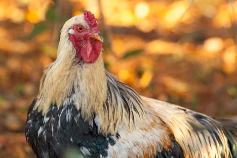 Rooster Up Close Stock Photos