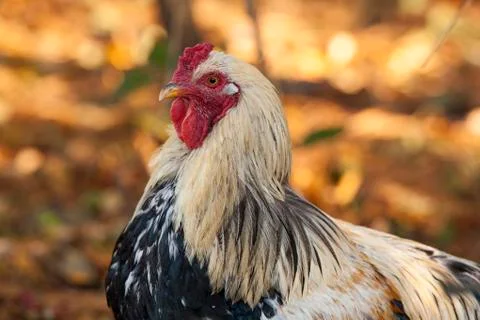 Rooster up Close Stock Photos