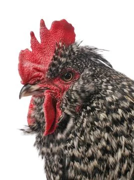 Rooster close-up Stock Photos