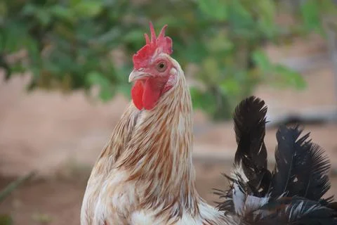 Rooster Close Up Stock Photos