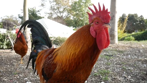 Rooster close up. The rooster eats from the hands of man. Vídeos de archivo 100851328