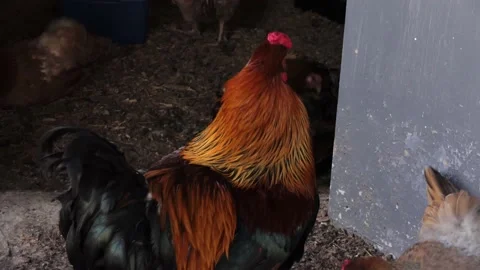 Rooster close-up. rustic rooster head Stock Footage 219952606