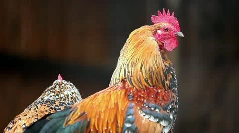 Rooster closeup Stock Footage 11106014