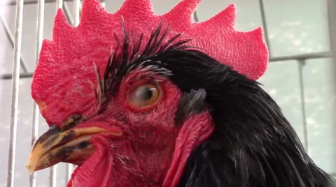 Rooster closeup Video stock 57099783
