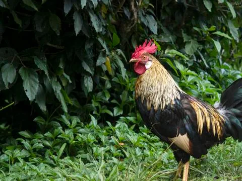 Rooster closeup Stock Photos