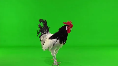 Rooster clucks on a green screen. studio, natural sound Stock Footage 150622461