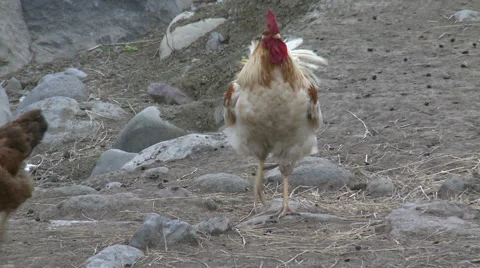 Rooster (Cock) is The Leader Stock Footage 46063882