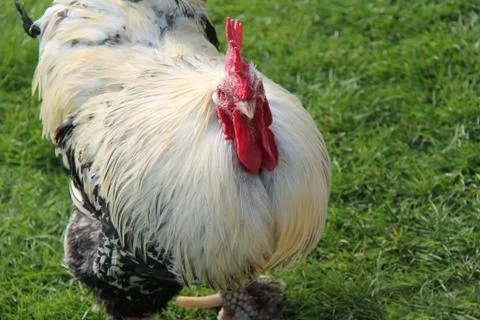Rooster Cockerel Bird. Stock Photos