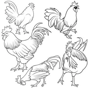 Rooster Collection Stock Illustration