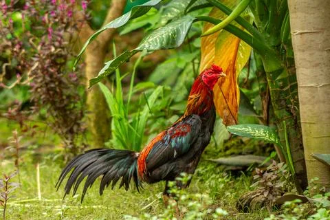 A rooster with a combination of red, yellow and black feathers is looking for Stock Photos