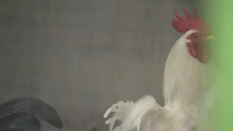 Rooster in the coop Stock Footage 263697914
