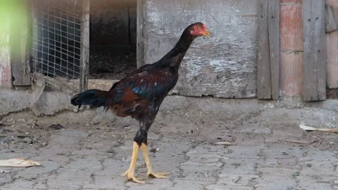 Rooster coop, rooster walking Stock-Footage 140403831