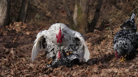 Rooster copulates with a hen 動画素材 170669686
