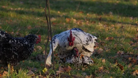 Rooster copulating 動画素材 169604358