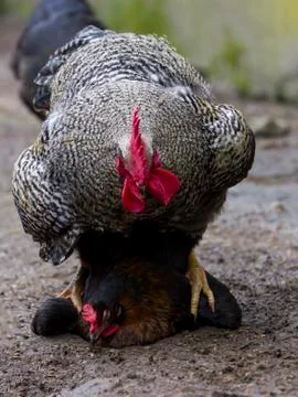 Rooster copulating with hen Stock Photos