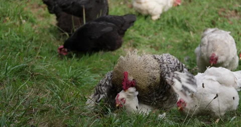 Rooster copulating a white hen Stockbeeldmateriaal 138419159