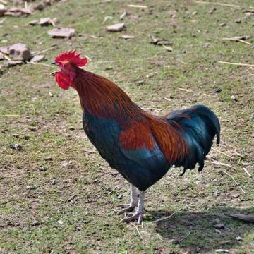 Rooster in the courtyard Stock Photos