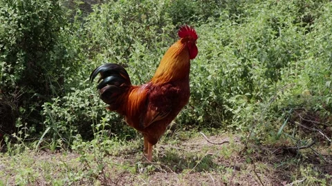 Rooster crawling among the plants 스톡 동영상 188826066