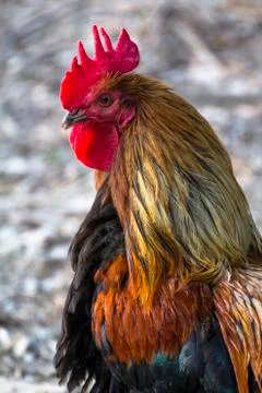 Rooster with Crest Stock Photos