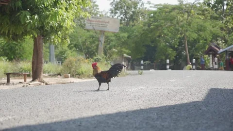 Rooster Crossing Road Slow Motion Stock Footage 170737705