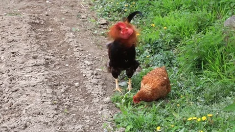 Rooster Crow Stock Footage 77671794