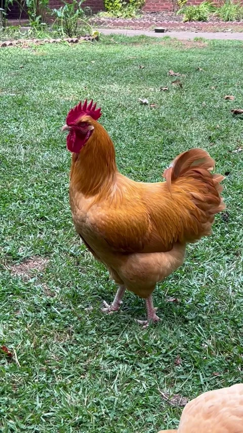 Rooster Crow Stock Footage 283411565