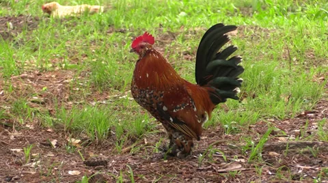 Rooster Crow1 動画素材 39166426